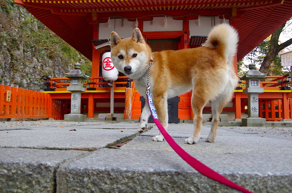 德国队赛制解析：如何在国际乒联混合团体世界杯中应对更强对手