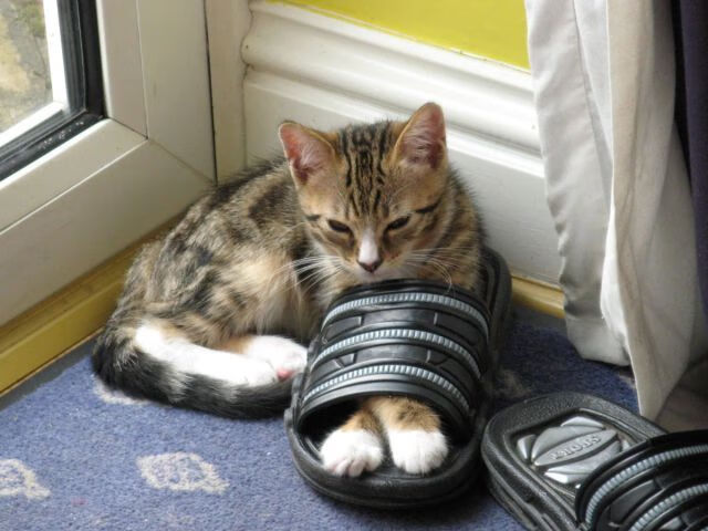 开云网页-成绩背后：蛙泳转身距离的秘密，蛙泳转身慢动作示范